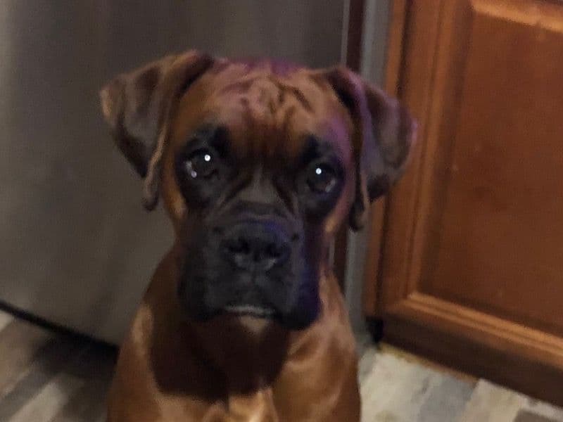 Beaux primary photo