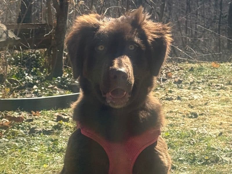 Labrador Retriever 6 months old female large named Caramel for breeding in Hamilton, Ontario | Petmeetly