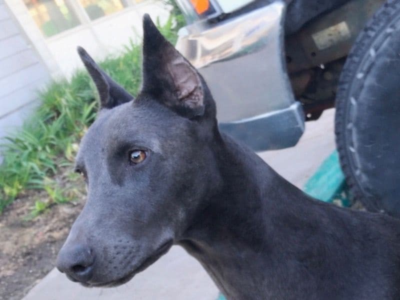 Doberman 2 years 11 months old male large named Perseaus for breeding in San Diego County, California | Petmeetly