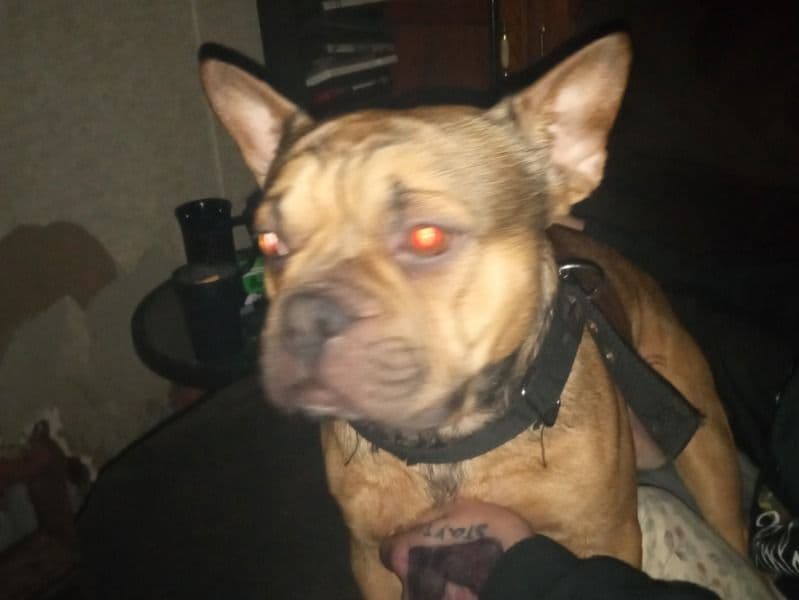 Tazz primary photo