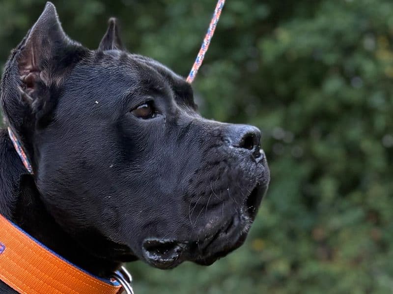 Cane Corso 1 year 8 months old male large named Bane for breeding in Essex, England | Petmeetly