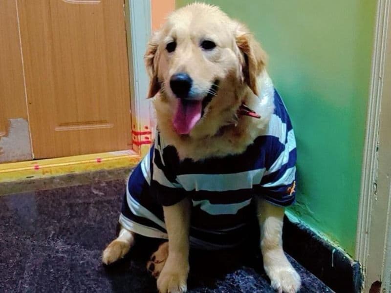 English Golden Retriever 3 years 11 months old female large named Chimi for breeding in Bangalore Division, Karnataka | Petmeetly