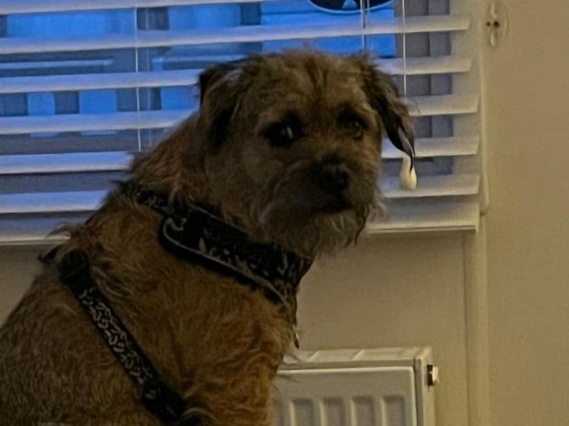 Border Terrier 7 years 3 months old male medium named Johny for breeding in Leicestershire, England | Petmeetly