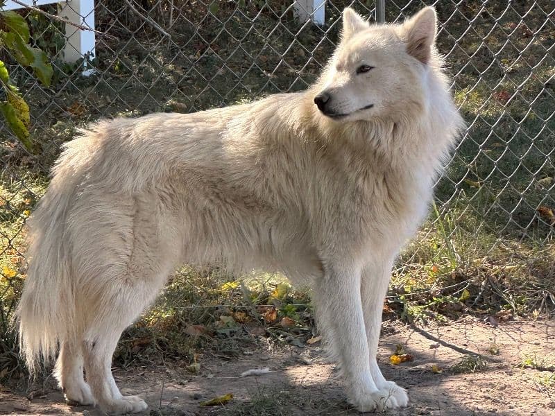 Kiba primary photo