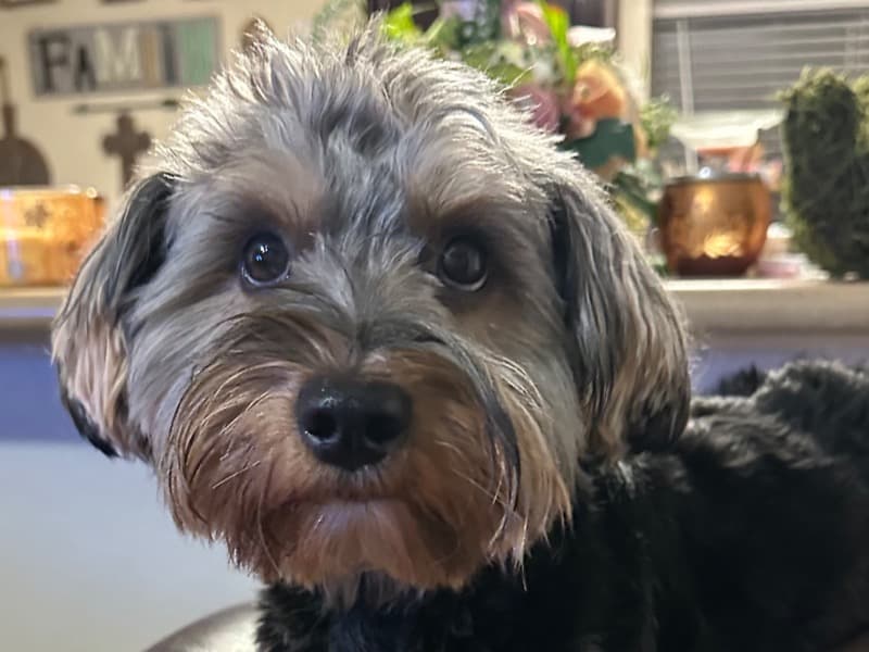 Winston primary photo