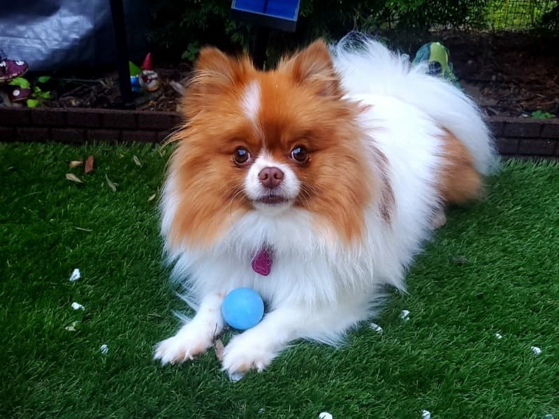 Ginger primary photo