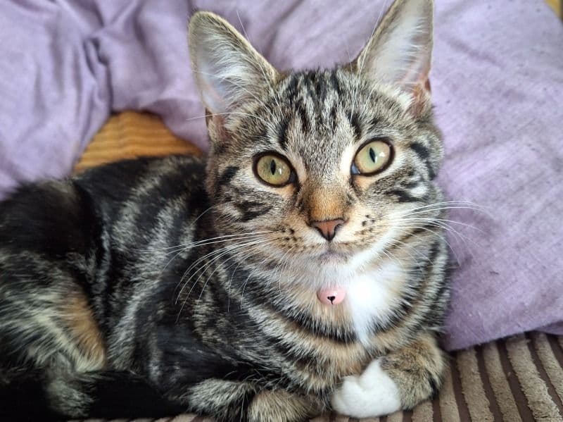Cleo primary photo