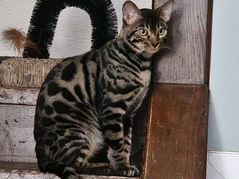 Scar primary photo
