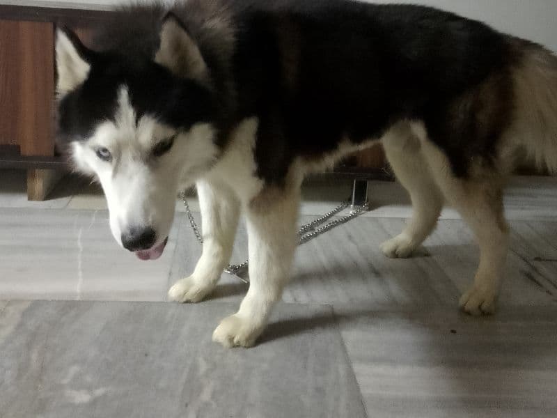 Alaskan Husky 3 years 11 months old male large named Husky for breeding | Petmeetly