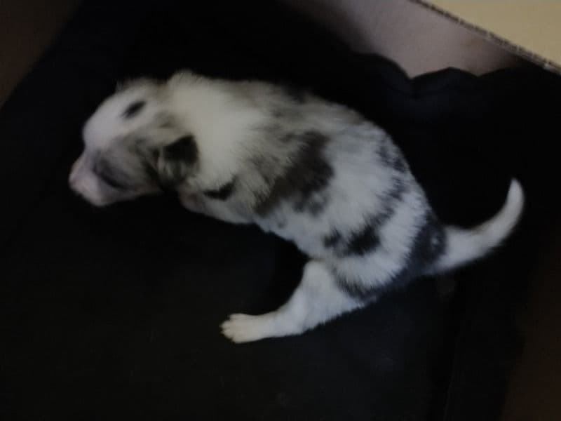 Blue Merle 3 - Border Collie | Petmeetly