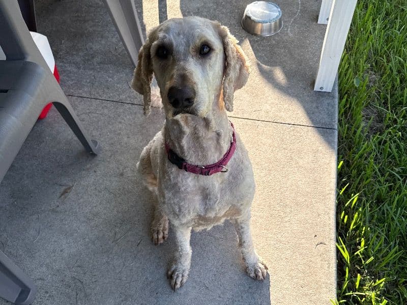 Goldendoodle 6 years 3 months old male large named Charlie for breeding in Polk County, Florida | Petmeetly