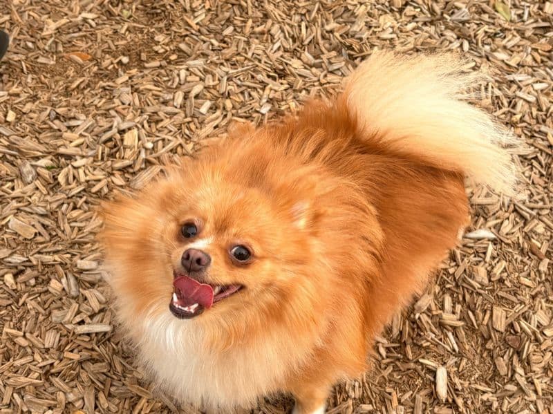 Pomeranian 1 year 1 month old female small named Osa for breeding in Harris County, Texas | Petmeetly