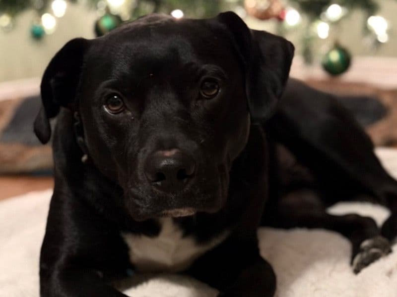Labrador Retriever 3 years old male large named Pancho for breeding in Santa Rosa County, Florida | Petmeetly