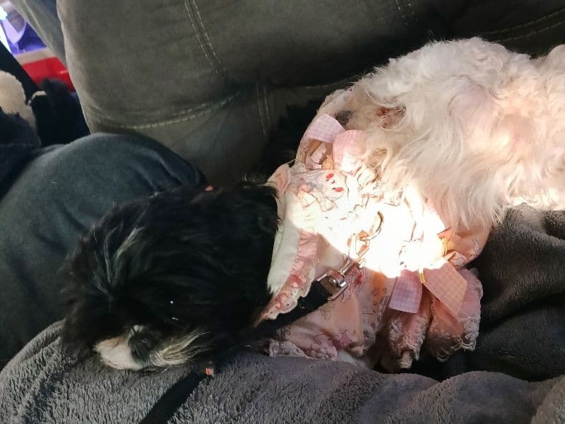 Shih Tzu 3 years old female small named Betty Susan for breeding in Monroe County, New York | Petmeetly