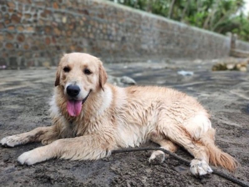 English Golden Retriever 3 years old male large named Veer for breeding in Konkan Division, Maharashtra | Petmeetly