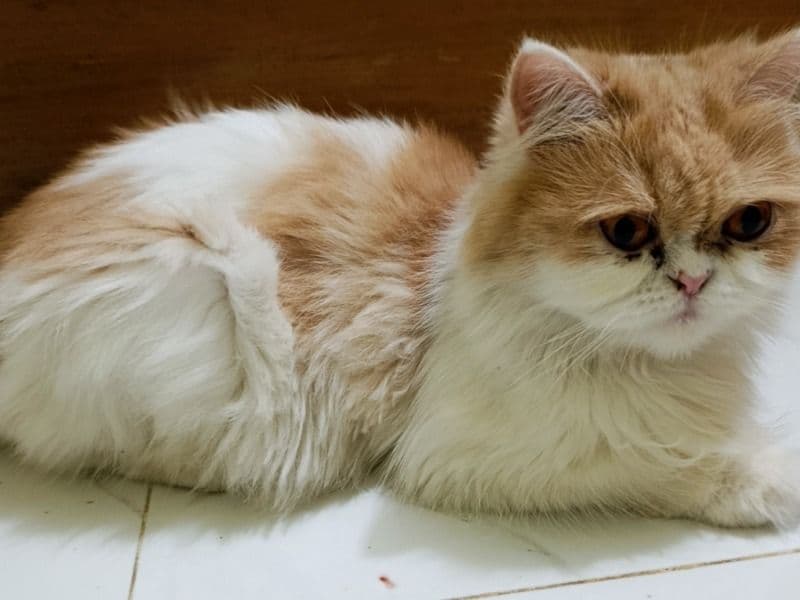 Persian 2 years old female named Dora for breeding in Chittagong District, Chittagong Division | Petmeetly