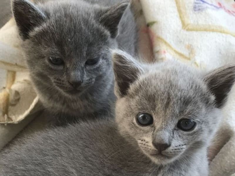 American Longhair 2 months old male named Health Russian Blue Kitten for sale in Los Angeles County, California | Petmeetly