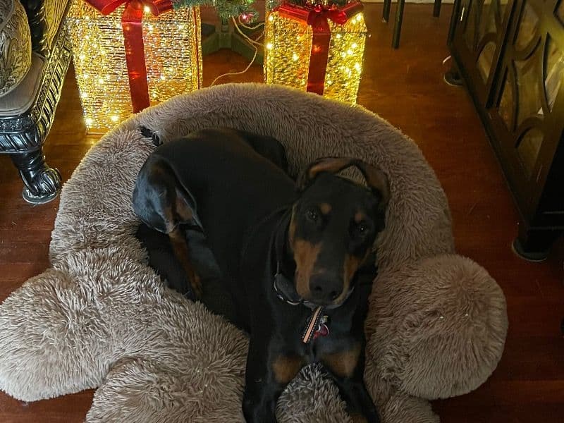 Rufus  the Doberman - Gallery photo 4