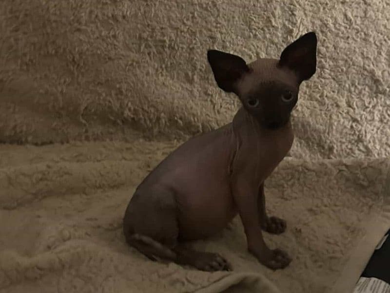 Sphynx 5 months old male named Tilin for sale in San Mateo County, California | Petmeetly