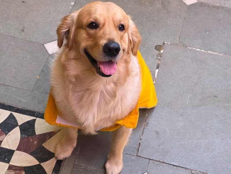 Golden Retriever Corgi 2 years 5 months old male medium named Leo for breeding in Ropar Division, Punjab | Petmeetly