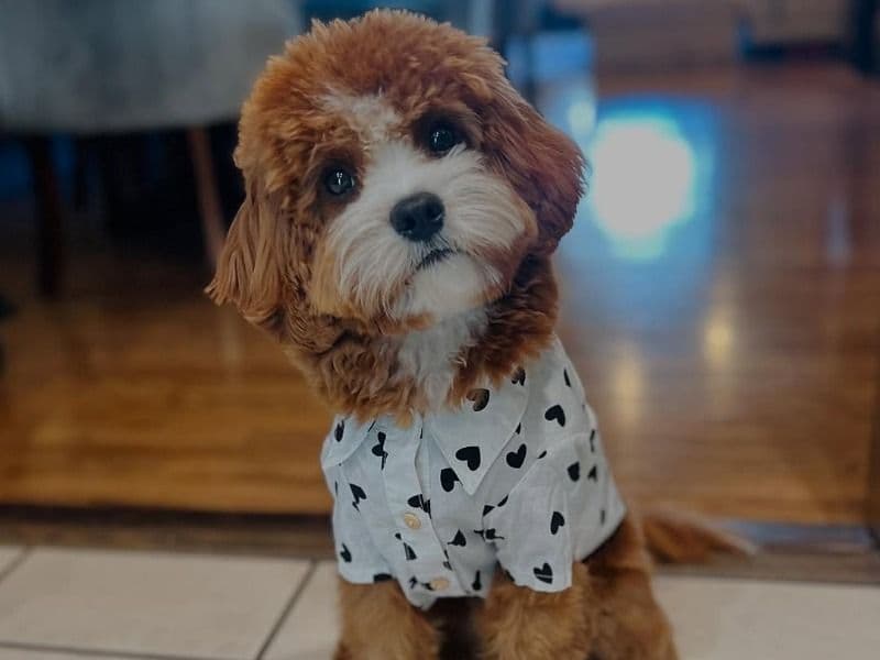 Cavoodle 8 months old male small named Cavoodle for sale in Hume City, Victoria | Petmeetly