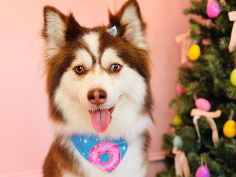 Pomsky 2 years 4 months old female medium named Luna for breeding | Petmeetly