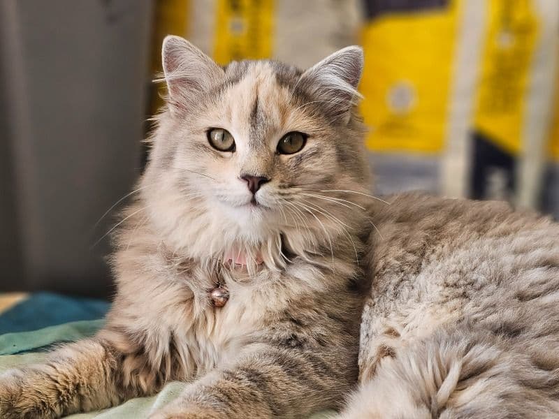 American Longhair 1 year old female named Starrie for breeding in Iron County, Utah | Petmeetly