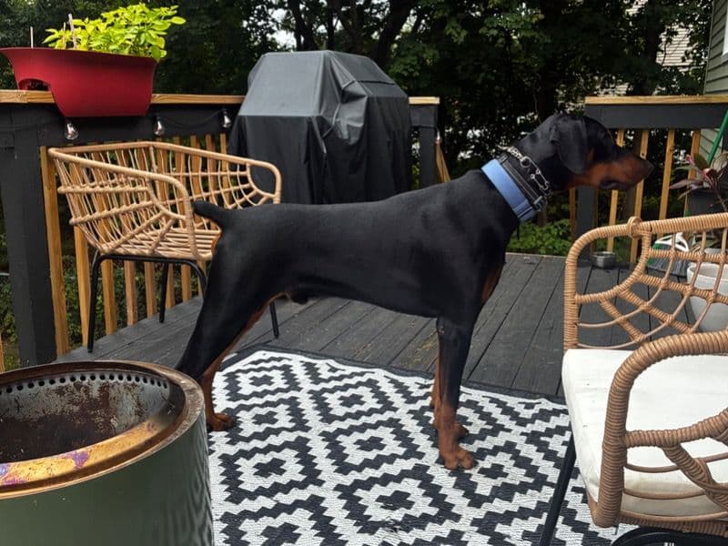 Doberman 1 year 1 month old male large named King for breeding in New York, New York | Petmeetly