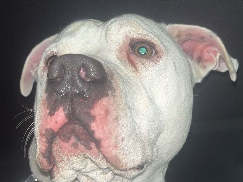 American PitBull Terrier 3 years 6 months old male large named Icee for sale in St. Charles County, Missouri | Petmeetly