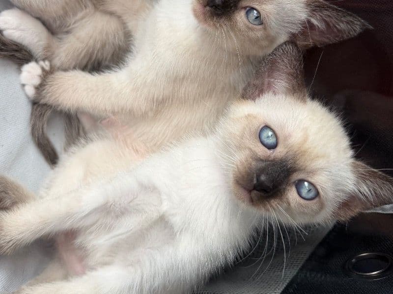 Prada - Siamese | Petmeetly