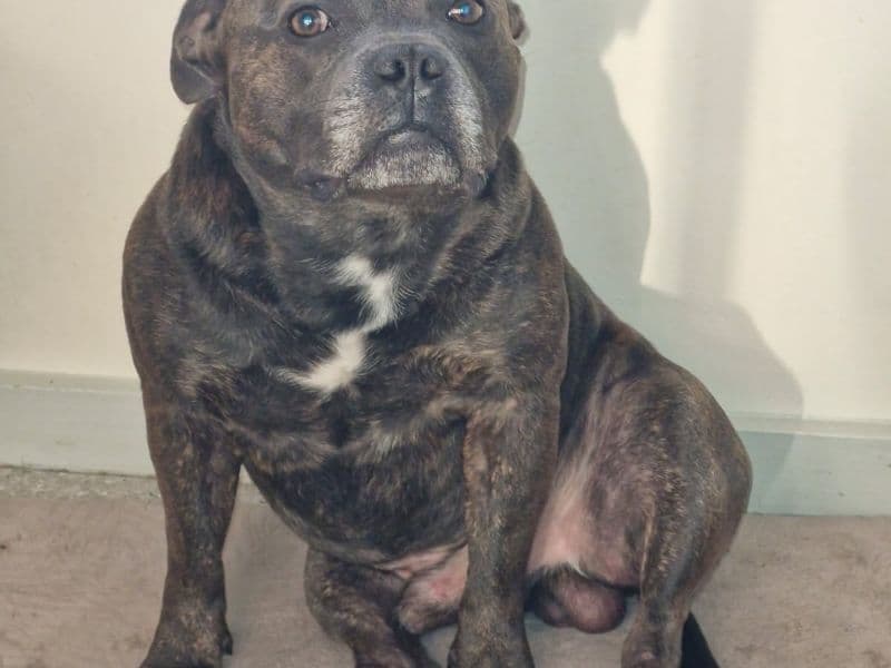 Staffordshire Bull Terrier 2 years 7 months old male medium named Karma for breeding in Greater Geelong City, Victoria | Petmeetly