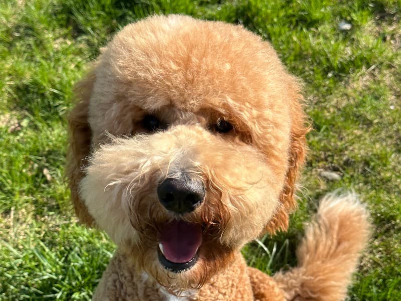 Navi primary photo