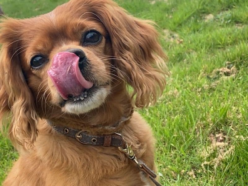 Fudge primary photo