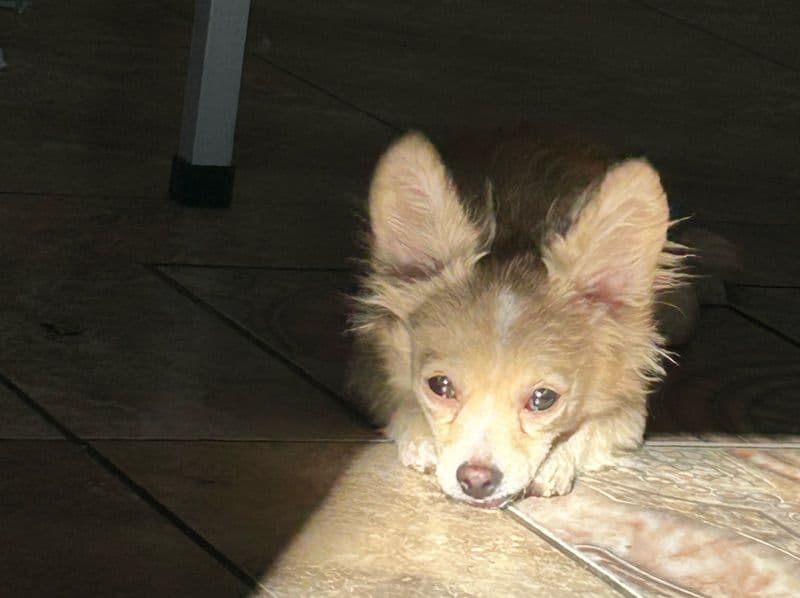 Long hair Chihuahua 10 months old male small named Teddy for sale in Kern County, California | Petmeetly