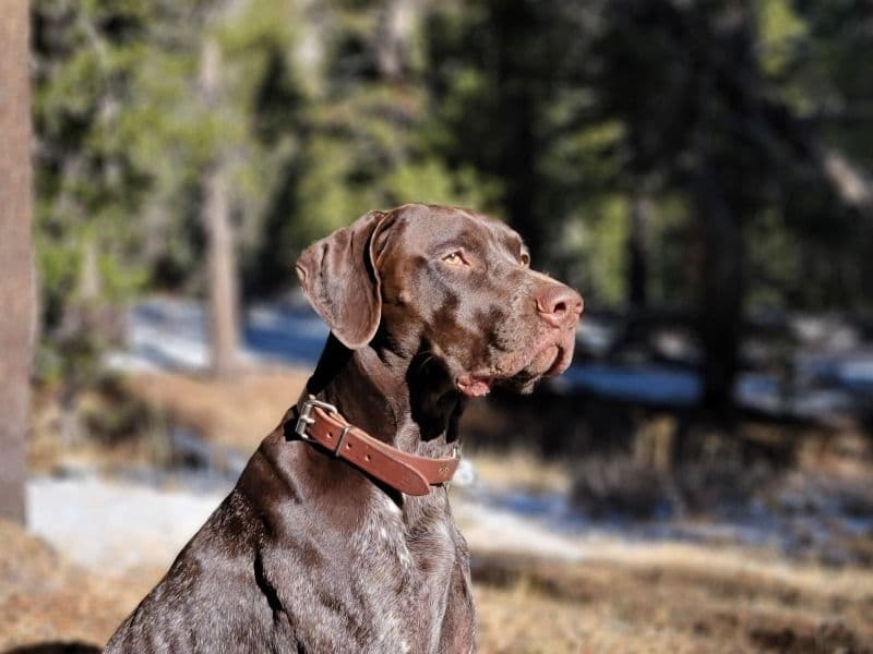 Moose primary photo