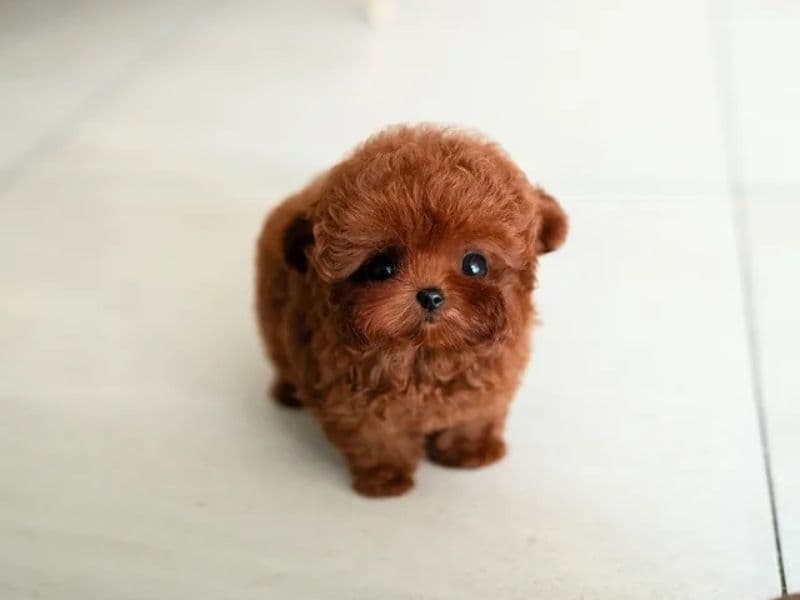 Miniature Poodle 3 months old female small named Bella for adoption in San Diego County, California | Petmeetly