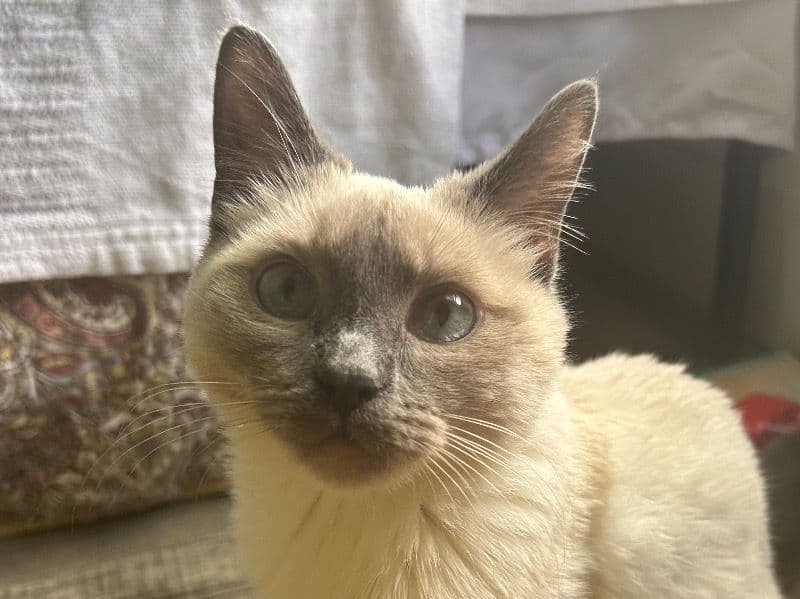 Pookie primary photo