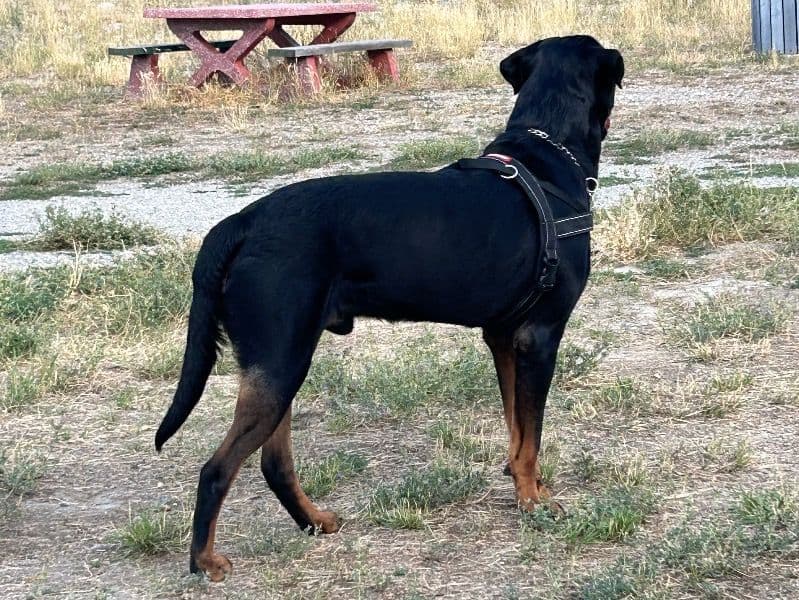 Diesel primary photo