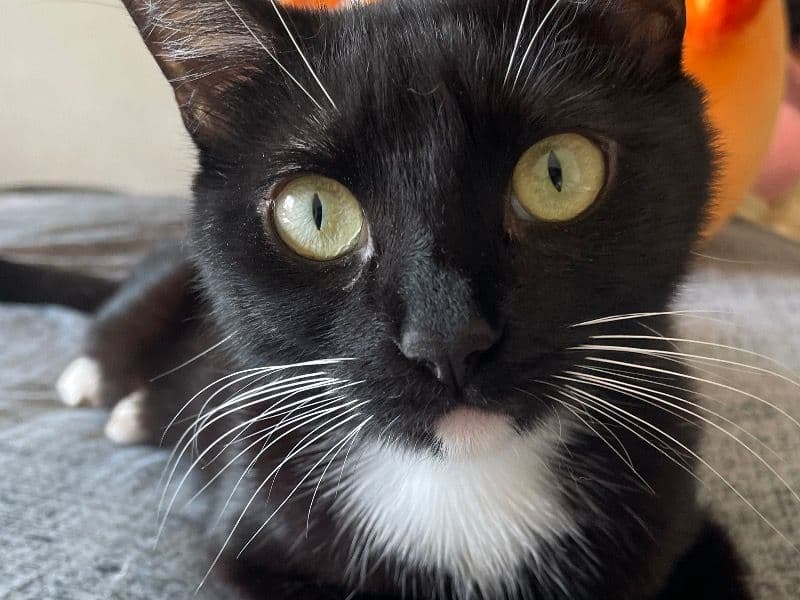 Luna primary photo