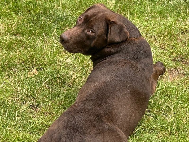 Bruno primary photo