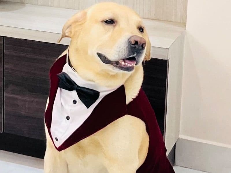 Labrador Retriever 5 years 4 months old male large named Duggu for breeding in Nagpur Division, Maharashtra | Petmeetly