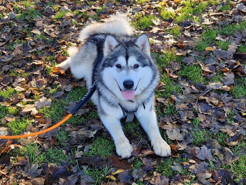 Loki primary photo