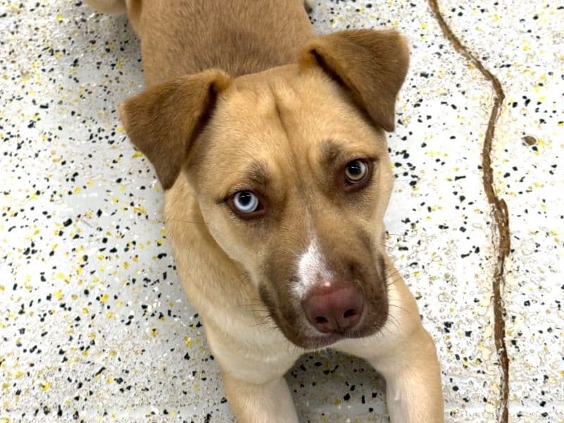 Labrador Retriever 1 year 9 months old female medium named Luna for adoption in Fairfax County, Virginia | Petmeetly