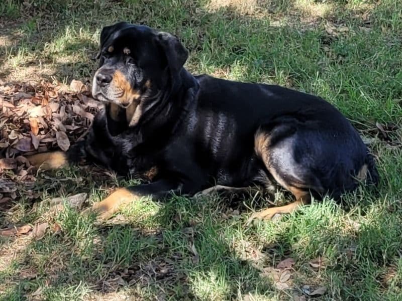 German Rottweiler 9 years 6 months old male large named Titan for breeding in Bexar County, Texas | Petmeetly