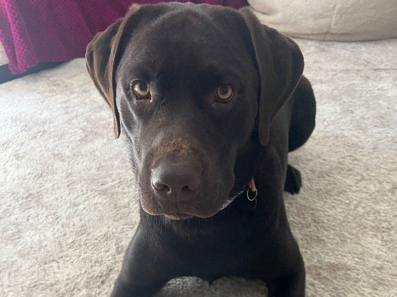 Labrador Retriever 1 year 6 months old female large named Sadie for breeding in City of Gold Coast, Queensland | Petmeetly