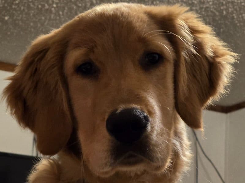 Golden Retriever 1 year 1 month old male large named Sullivan for breeding in Neosho, Missouri | Petmeetly