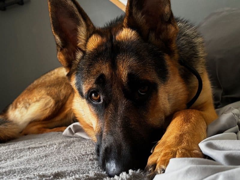 German Shepherd 1 year 7 months old male large named Draco for breeding in Jefferson County, Alabama | Petmeetly