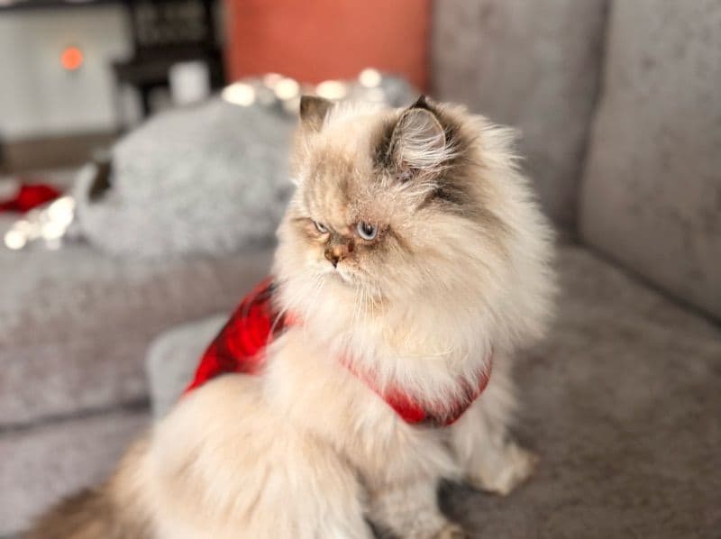 Persian 1 year old female named Bella for breeding in Virginia | Petmeetly