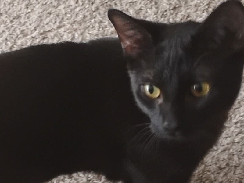 American Longhair 1 year 1 month old male named Mozzy for breeding in Ramsey County, Minnesota | Petmeetly