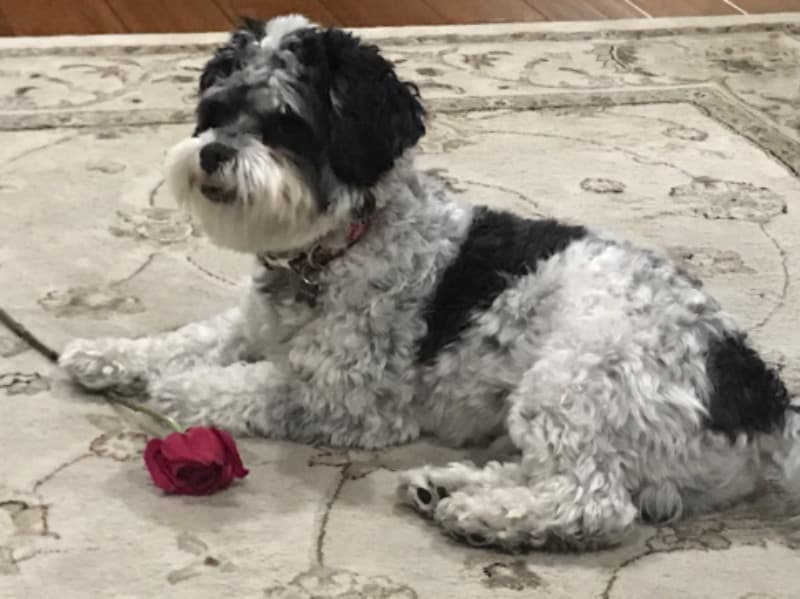Oreo primary photo